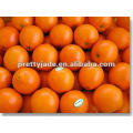 Jiangxi fresh Navel orange